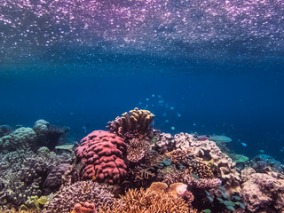 coral reefs