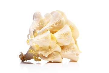 Pleurotus citrinopileatus isolated on white, golden oyster mushroom