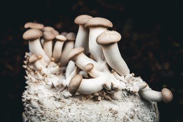 Growing up king oyster mushrooms on mycelium, home fungiculture and farming