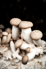 Fresh king oyster mushrooms growing up on mycelium, cultivation and farming