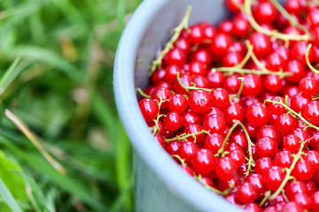 Currant. Part of a full bucket of red currants on a background of green grass, top view. Summer harvest background. Horizontal photo