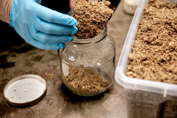 Preparation of mycelium on organic substrate, fungiculture and mushroom farm