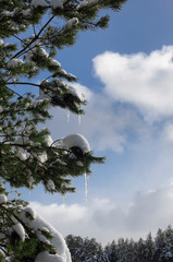 Spruce branches with snow and icicles on the background of a blue sky with white clouds vertical...