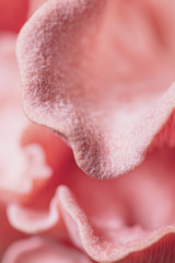 Details of an pink oyster mushroom, Pleurotus djamor