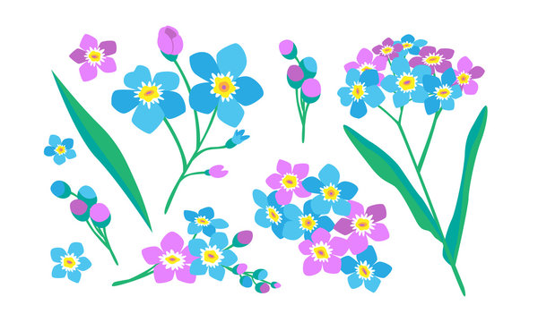 Forget-me-not flowers vector. Isolated image. Floral elements for design and decor.