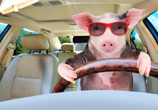 Portrait Of A Funny Pig Driving A Car