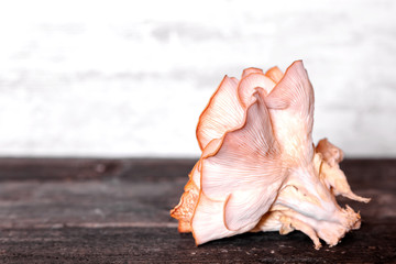 Gourmet fungi pleurotus djamor on wooden table, pink oyster mushroom