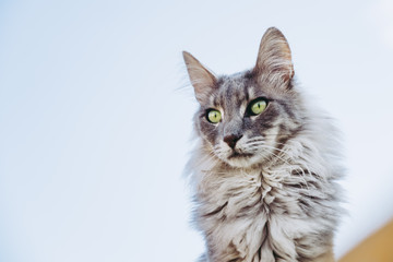 Portrait d'un chat angora main coon