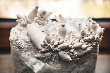 Lots of king oyster mushrooms growing up on a substrate block with mycelial