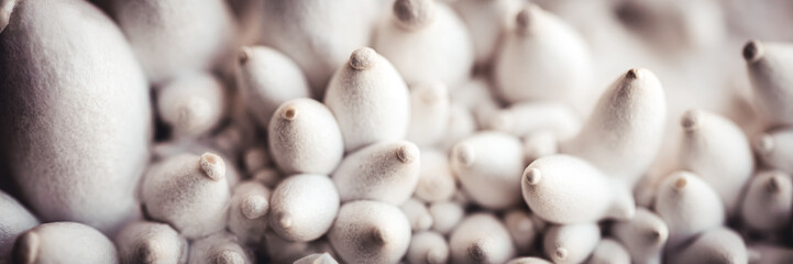 growing up of king oyster mushrooms, fungiculture and farming, panorama
