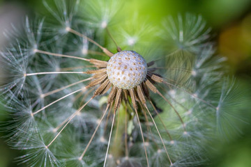 Beautiful dandelion head close up. Natural background