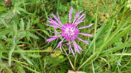 Lilac flower on a background of green grass