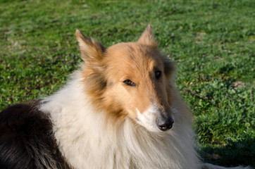 collie on the grass in Tuscany  in Italy
