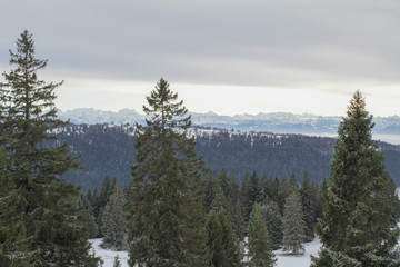Forest of fir and spruce trees with snowy mountain range