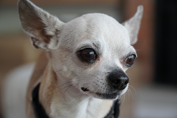 portrait of a chihuahua
