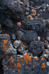 Teneguia Volcanoes Natural Monument, Fuencaliente municipality, La Palma island, Canary Islands, Spain, Europe, Unesco Biosphere Reserve