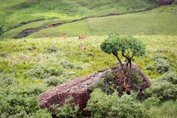 Three Eland antelopes (Taurotragus oryx) foraging in the grassland on a hill, Drakensberg, South...