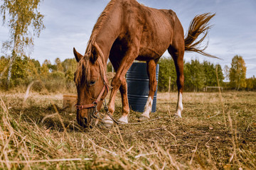 horse and foal