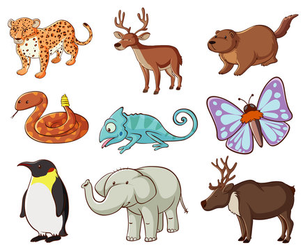 Large set of wildlife with many types of animals and insects