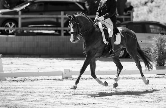 Horse dressage during a "heavy dressage test" changes through the entire course in a strong trot, photographed in black and white during the hovering phase..
