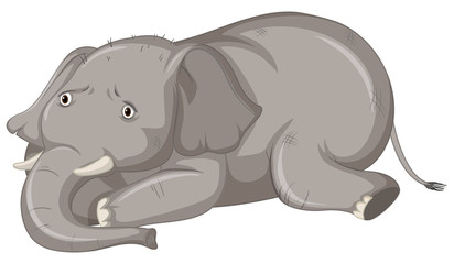 Sick elephant on white background