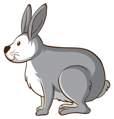 Gray bunny on white background