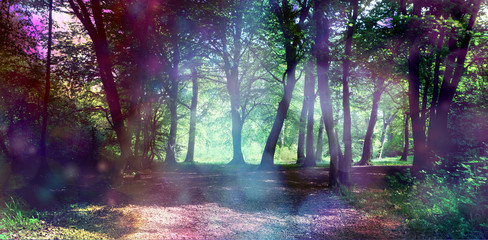 Magical fairy forest with ethereal light - surreal fantasy woodland copse with ethereal lighting on trees and undergrowth with copy space