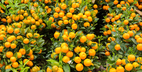 Mandarin oranges grow on tree for a happy chinese new year's decoration