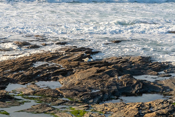 Sea foam being blown by the wind on the coast of Cornwall