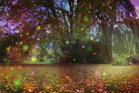 Beautiful Trees surrounded by spiritual light orbs - multicoloured fairy like light spheres floating around a large tree with an ethereal atmosphere and copy space beneath on autumnal leaf covered gra