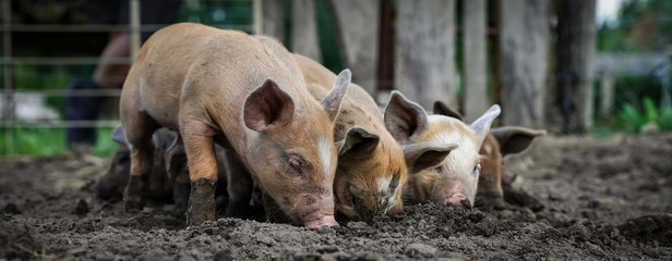 Ferkel ruhen sich aus - Outdoorhaltung - Schweineweide