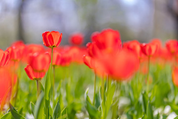 Obraz premium Group of red tulips in the park. Spring landscape, blurred natural background. Peaceful nature scenery