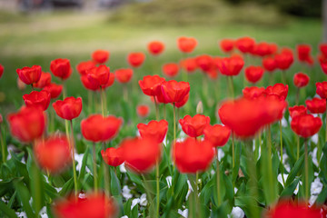 Group of red tulips in the park. Spring landscape, blurred natural background. Peaceful nature scenery