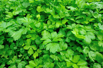 Green celery in growth at vegetable garden