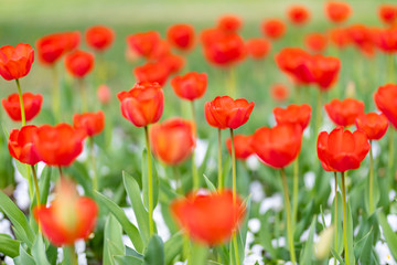 Fototapeta na wymiar Group of red tulips in the park. Spring landscape, blurred natural background. Peaceful nature scenery