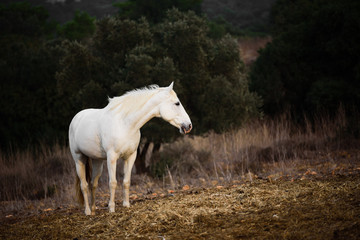 white wild horse full body portrait 
