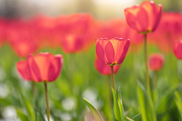 Obraz premium Close-up of pink tulips in a field of pink tulips. Relaxing spring landscape, sunny blurred view. Inspirational nature background