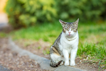 Naklejka na ściany i meble Beautiful white-gray tabby cat marking its territory in the garden and spraying pee on thuja. 
