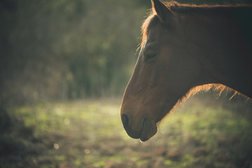 Brown horse portrait in the woods