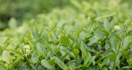 Green tea trees in spring