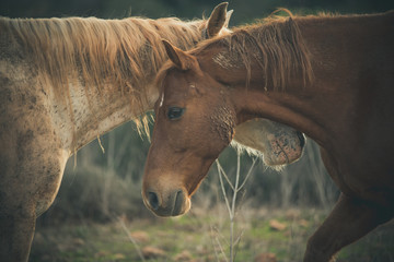 portrait of two wild horses crossing heads
