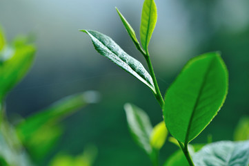 Green tea tree garden in spring