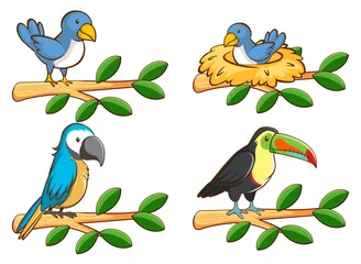 Foto op Canvas Four types of birds on the branch © GraphicsRF