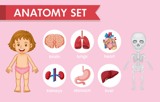 Scientific medical illustration of human anatomy set