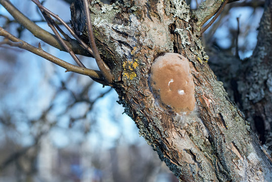 Bracket fungus or plum tinder  (Phellinus pomaceus, Phellinus igniarius) on apple tree trunk