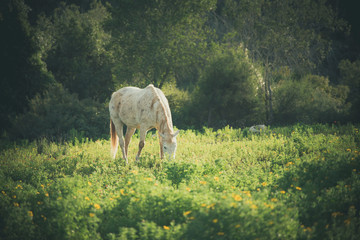 white horse gazing in a green blooming meadow
