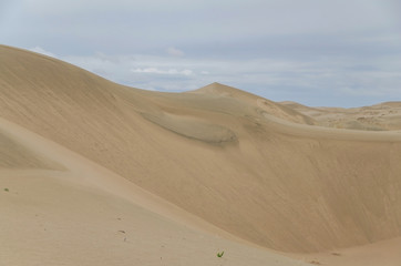 Gobi Desert after rain. Barkhan Mongol-Els sands. Nature and travel. Mongolia, Gobi Desert, Govi-Altai 