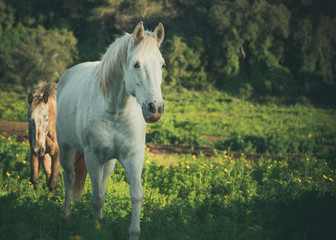 white wild horse walking forward in a green field
