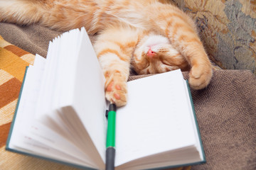 A red cat lies on the couch. Near a notebook and pen. The concept of relaxing enjoyable work. Vacation planning