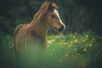 portrait of a young foal in a green meadow